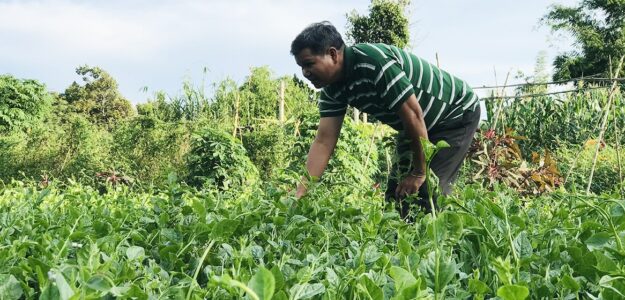 Cửa Hàng Rau Sạch